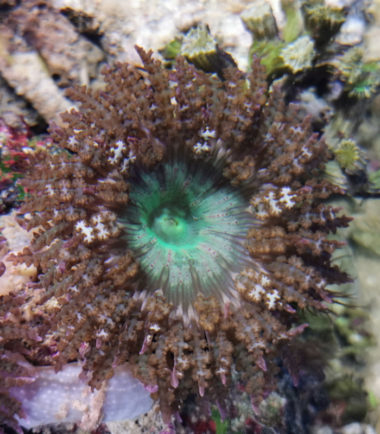 Sandanemone1 Sandanemone Phymanthus buitendijki 4