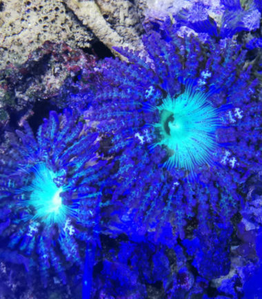 Sandanemone2 Sandanemone Phymanthus buitendijki 5
