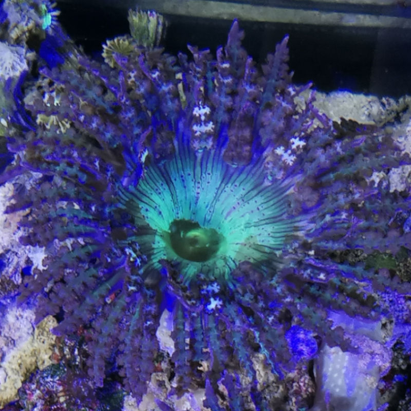 Sandanemone3 Sandanemone Phymanthus buitendijki 1