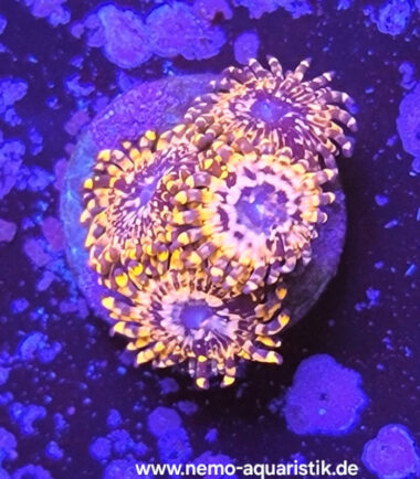 Zoanthus Palythoa Utter Chaos 4 Polypen