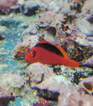 Neocirrhites armatus Feuer-Korallenwächter