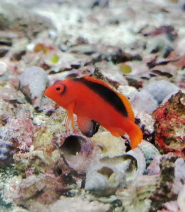 Neocirrhites armatus Feuer-Korallenwächter