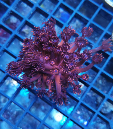 Goniopora lobata - ultra red/ blue Eye Nachzucht