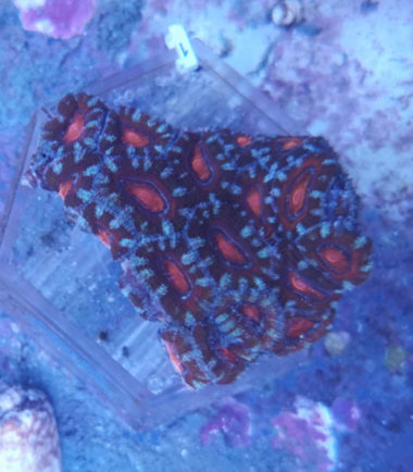Acanthastrea lordhowensis Großpolypige Steinkoralle 1