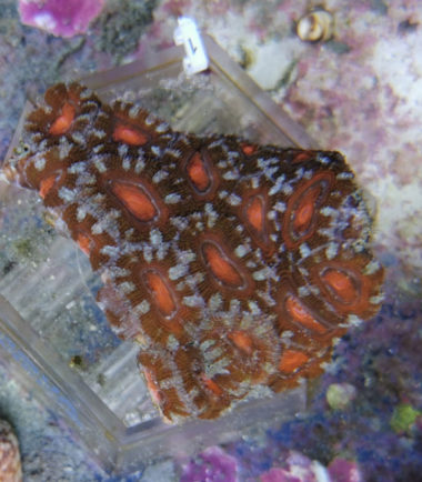 acan11 Acanthastrea lordhowensis Großpolypige Steinkoralle 1 3