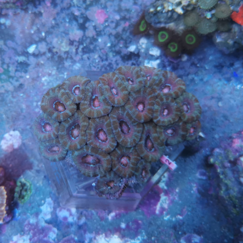 acan22 Acanthastrea lordhowensis Großpolypige Steinkoralle 2 1