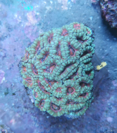 Acanthastrea lordhowensis Großpolypige Steinkoralle 4
