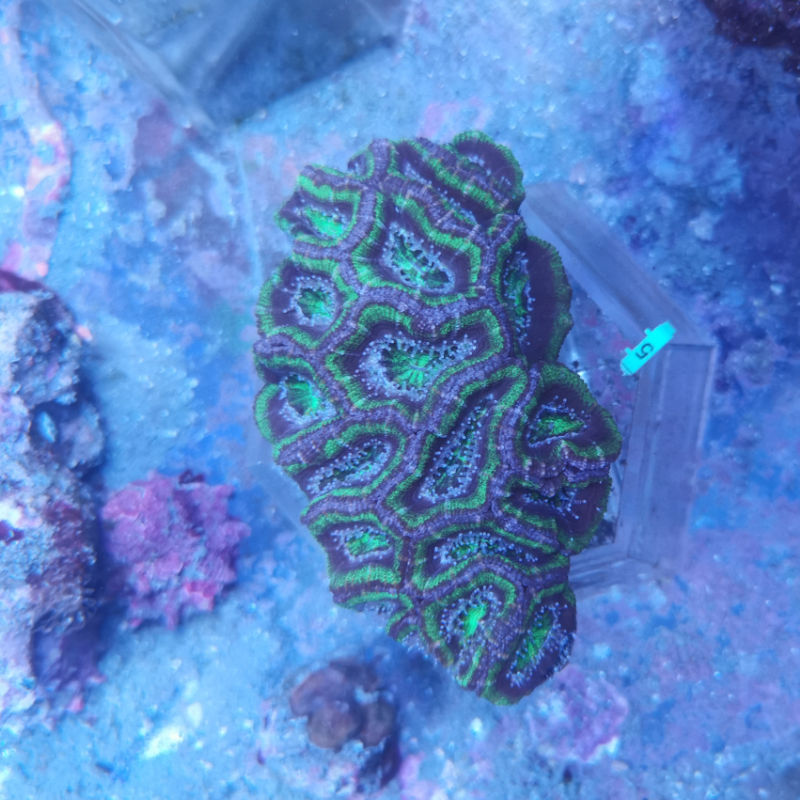 acan55 Acanthastrea lordhowensis Großpolypige Steinkoralle 5 1