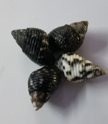 Planaxis sulcatus - Algenschnecke