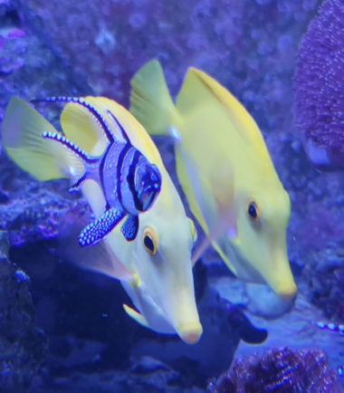 Zebrasoma flavescens Paar - Zitronenflossen Doktorfisch, Hawaii Doktor Wildfang 2
