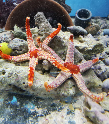 Fromia nodosa-monilis Seestern