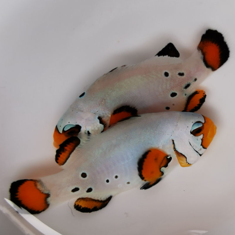 Frostbite1 Amphiprion ocellaris Frostbite chilled Nachzucht 1