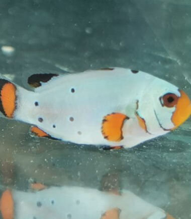 Frostbite2 Amphiprion ocellaris Frostbite chilled Nachzucht 4