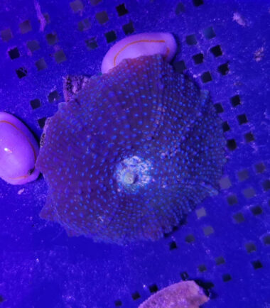 Discosoma blue Spotted Nachzucht