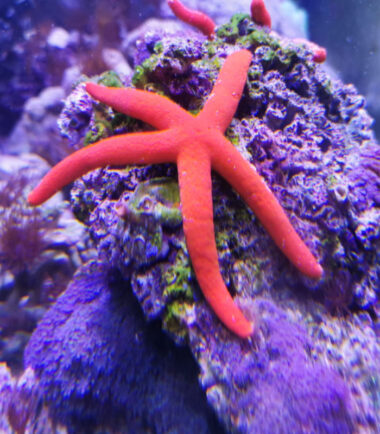 Linckia spp. - großer roter Seestern