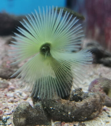 gelb Sabellastarte spectabilis - gelber Röhrenwurm 4