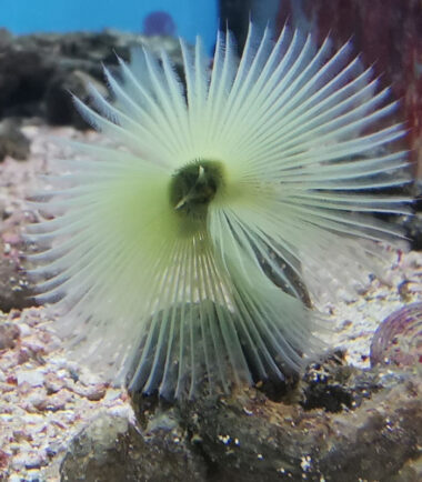 Sabellastarte spectabilis - gelber Röhrenwurm