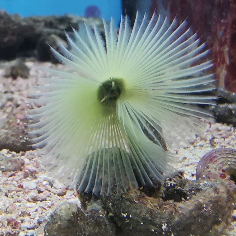gelb titel Sabellastarte spectabilis - gelber Röhrenwurm 1