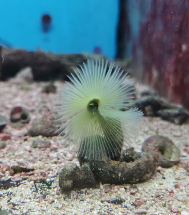 gelb1 Sabellastarte spectabilis - gelber Röhrenwurm 3