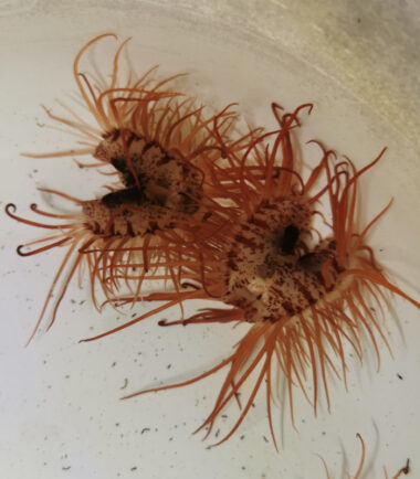 lim Limaria fragilis orientalis zerbrechliche Feilenmuschel 3