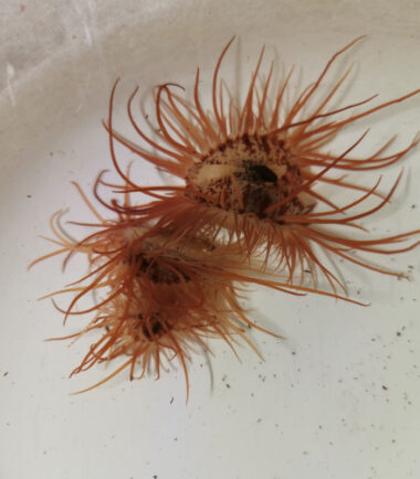 limaria Limaria fragilis orientalis zerbrechliche Feilenmuschel 5