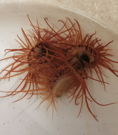limaria1 Limaria fragilis orientalis zerbrechliche Feilenmuschel 6