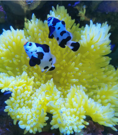 yello malu2 Heteractis Malu Crispa Hawaiianemone gelb 5