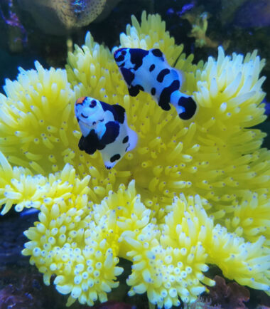 yello malu3 Heteractis Malu Crispa Hawaiianemone gelb 4
