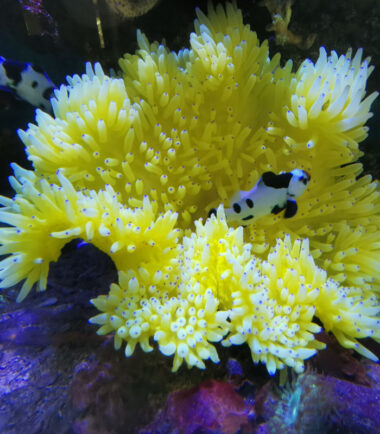 yello malu4 Heteractis Malu Crispa Hawaiianemone gelb 3