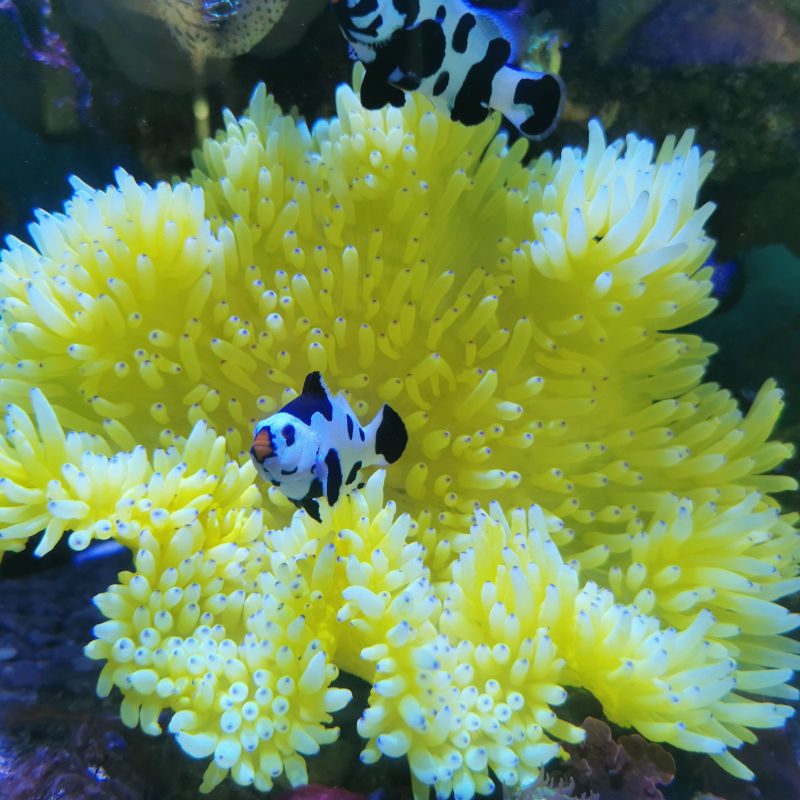 yello malu6 Heteractis Malu Crispa Hawaiianemone gelb 1