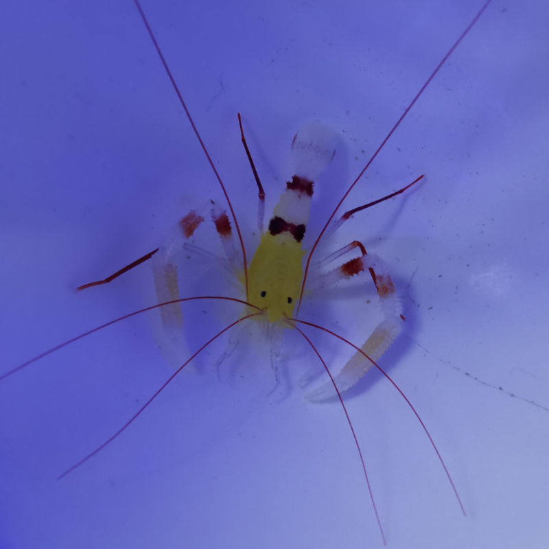 zanzibar Stenopus zanzibaricus Zanzibar-Scherengarnele 1