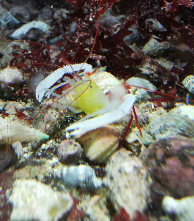 zanzibar2 Stenopus zanzibaricus Zanzibar-Scherengarnele 3