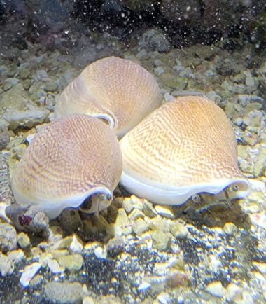 Laevistrombus canarium Hunds-Flügelschnecke