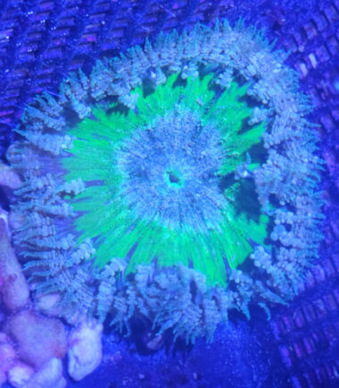 Rockanemone grün1 Phymanthus crucifer Karibische Perlenanemone Rockanemone grün 3