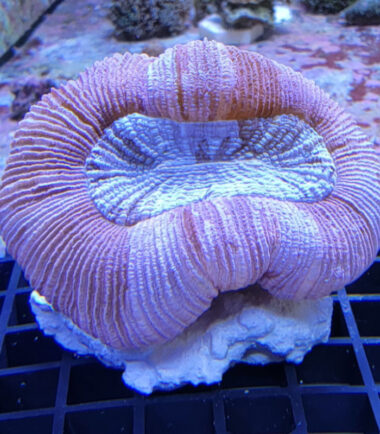 Trachyphyllia geoffroyi Wulstkoralle pink