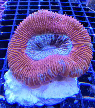 Trachy rot Trachyphyllia geoffroyi Wulstkoralle rot 2