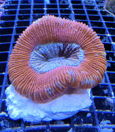 Trachy rot1 Trachyphyllia geoffroyi Wulstkoralle rot 3