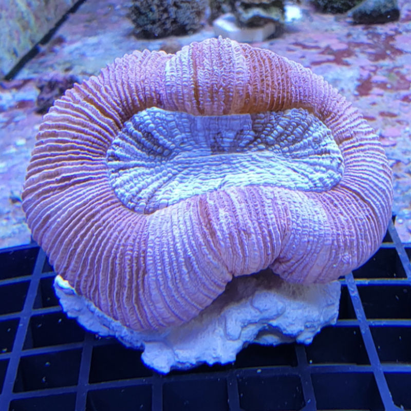 Trachy Trachyphyllia geoffroyi Wulstkoralle pink 1