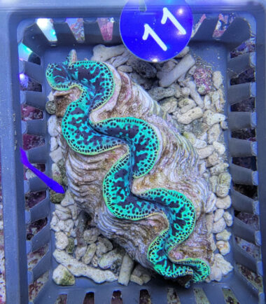 Tridacna maxima Mördermuschel WYSIWYG Nr.11 2
