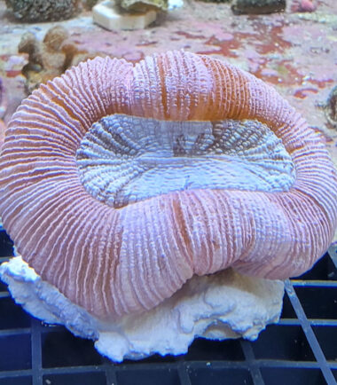 trachy1 Trachyphyllia geoffroyi Wulstkoralle pink 4