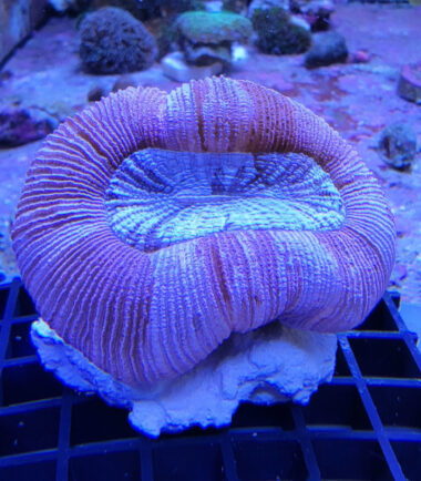 trachy2 Trachyphyllia geoffroyi Wulstkoralle pink 3
