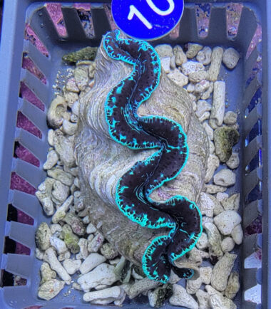 Tridacna maxima Mördermuschel WYSIWYG Nr.10