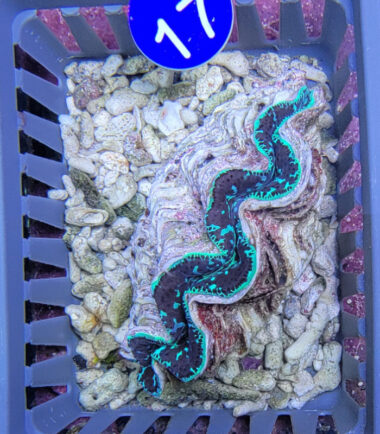 Tridacna maxima Mördermuschel WYSIWYG Nr.17 2