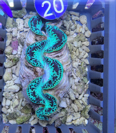 Tridacna maxima Mördermuschel WYSIWYG Nr.20