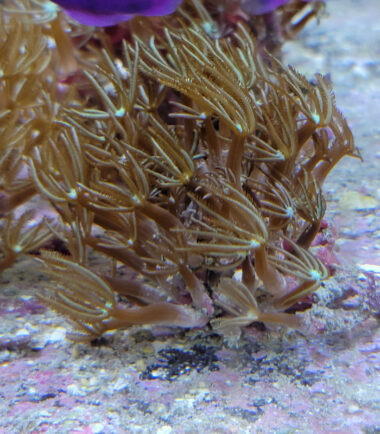 Tubipora musica - Orgelkoralle NZ