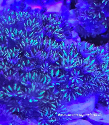 Alcyonium verseveldti Blaue Weichkoralle Blue Sympodium Alcyonium verseveldti Blaue Weichkoralle Blue Sympodium 1