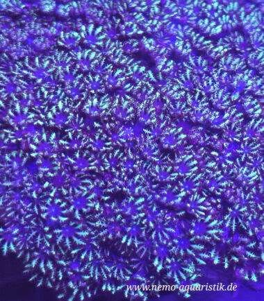 Alcyonium verseveldti Blaue Weichkoralle Blue Sympodium1 Alcyonium verseveldti Blaue Weichkoralle Blue Sympodium 2