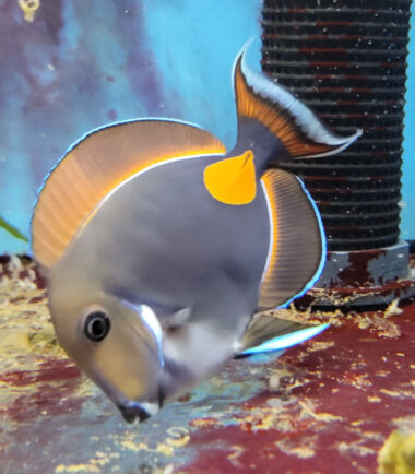 achilles1 Acanthurus achilles Achilles - Doktor 5