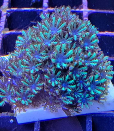 alcy1 Alcyonium verseveldti Blaue Weichkoralle Blue Sympodium