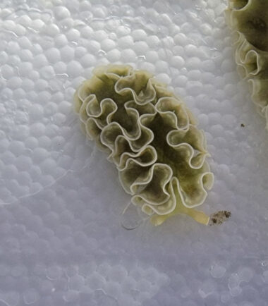 Elysia crispata Blumenkohl-Sackzungenschnecke